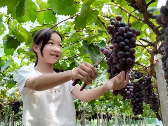 肥东：老胡葡萄香满园丰盈市民“果盘子”