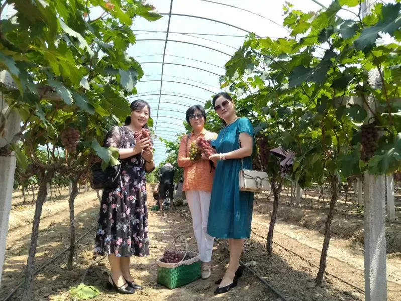 肥东县：巾帼助农采摘忙  葡萄园里见真情