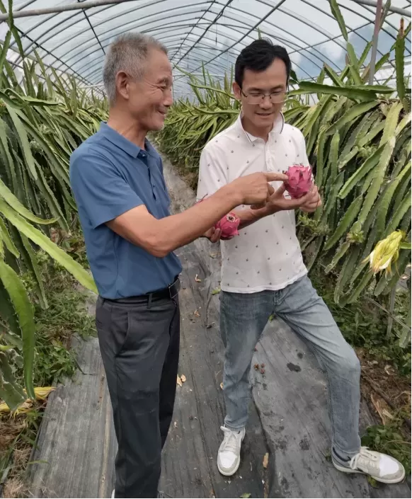 肥东县青阳寨:“甜蜜蜜”致富火龙果，铺就乡村振兴路